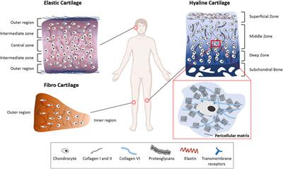 Multiscale Strain Transfer in Cartilage